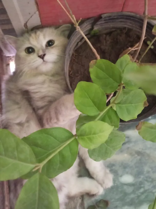 Photo by Ahmad Raees: My cutie